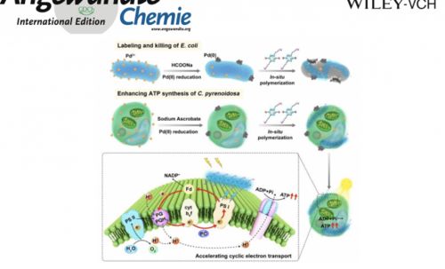 中科院王树课题组angew.chem. 活细胞表面原位聚合反应用于调控生物功能